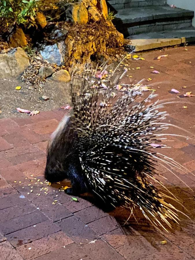 Porcupine Walk Simonʼs Town Exterior foto