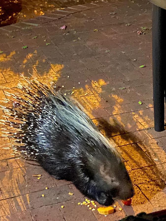 Porcupine Walk Simonʼs Town Exterior foto
