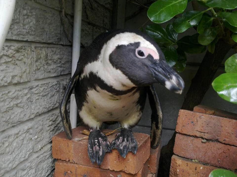 Porcupine Walk Simonʼs Town Exterior foto